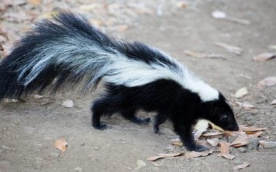 Texas Teen in His Underwear Gets Ticket for Hunting Skunk and Rabbit Off the Roadside