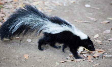 Texas Teen in His Underwear Gets Ticket for Hunting Skunk and Rabbit Off the Roadside