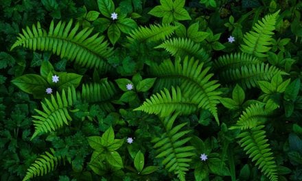 The Green Scene Assignment Winner Masako Metz