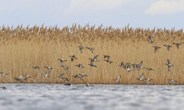 The Trump Administration is Expanding Hunting Accessibility on Public Lands