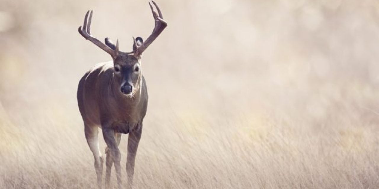 The Whitetail Universe Has Entered the Rut Phase