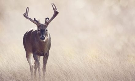 The Whitetail Universe Has Entered the Rut Phase