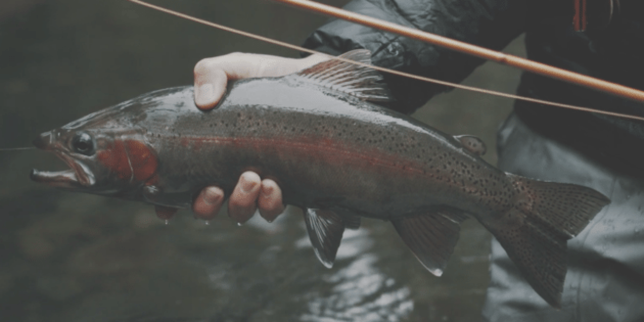 There is Great Trout Fishing in Australia. Who Knew?