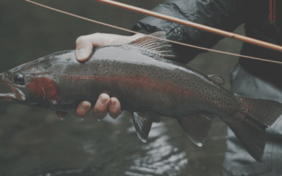 There is Great Trout Fishing in Australia. Who Knew?