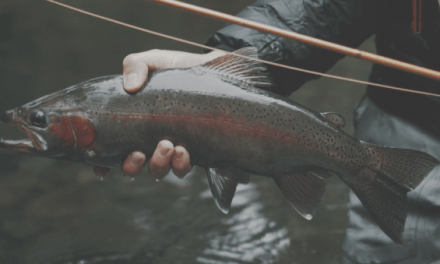 There is Great Trout Fishing in Australia. Who Knew?