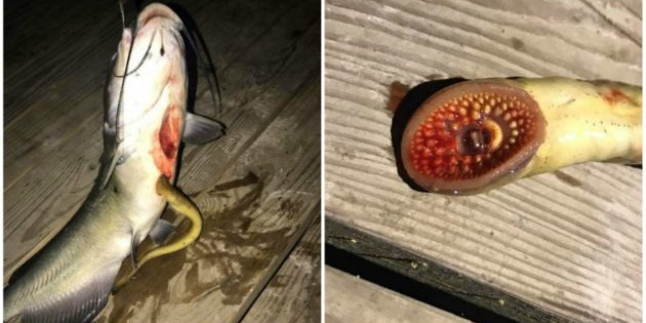 This Man’s Catch Looks Like It Came Straight Out of a Horror Film