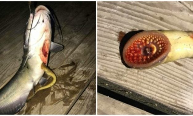 This Man’s Catch Looks Like It Came Straight Out of a Horror Film