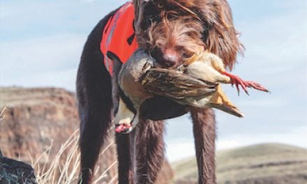 Tips for Prime Time Bird Hunting