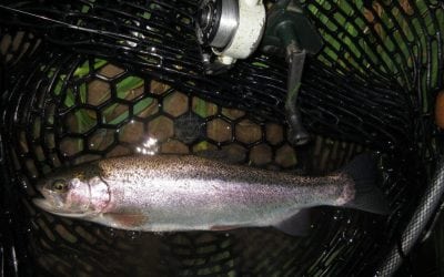 Trout Stocking, LIVE!