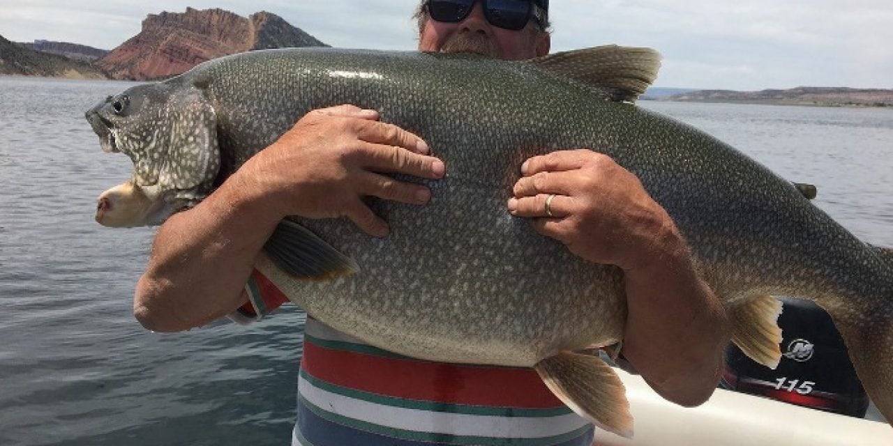Utah Record Trout Landed At 57 Pounds, Four Pounds Past The Record