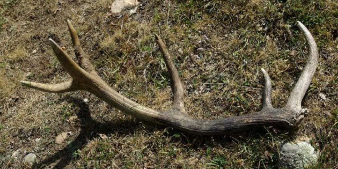 Utah Won’t Renew Controversial Shed-Hunting Ban