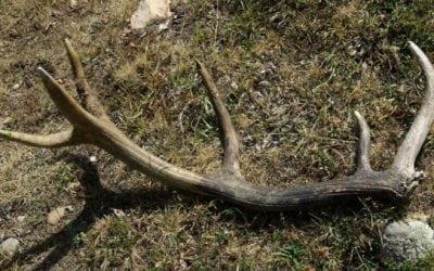 Utah Won’t Renew Controversial Shed-Hunting Ban
