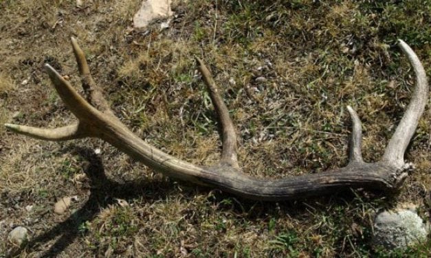 Utah Won’t Renew Controversial Shed-Hunting Ban