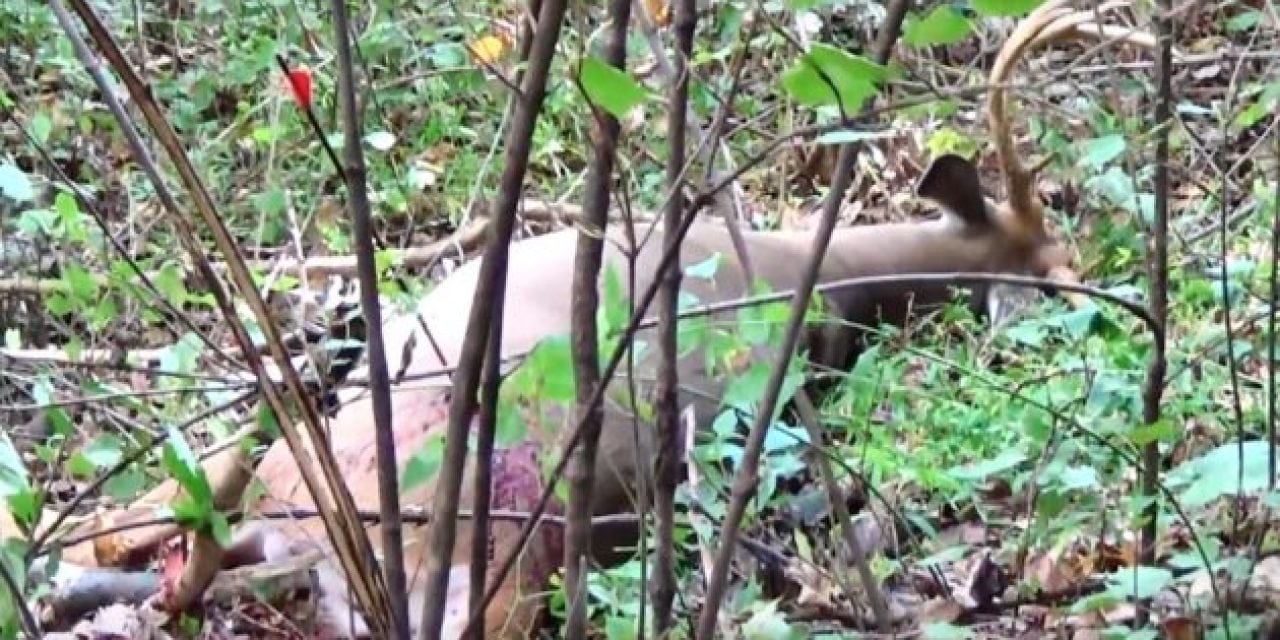 Video: Bowhunter Gets Lucky with a Bad Shot