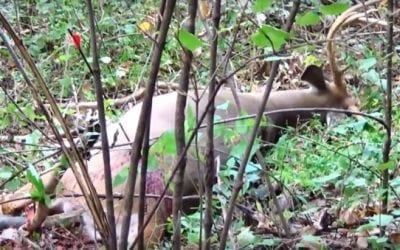 Video: Bowhunter Gets Lucky with a Bad Shot