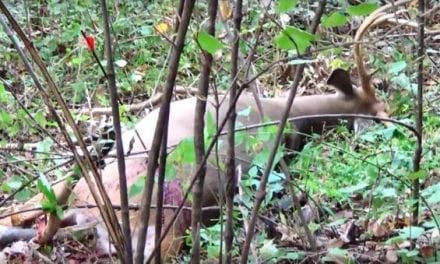 Video: Bowhunter Gets Lucky with a Bad Shot