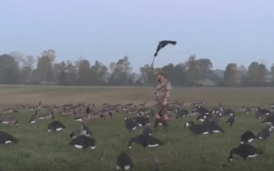 Video: Early Goose Hunting at Basswood Lodge Looks Fantastic