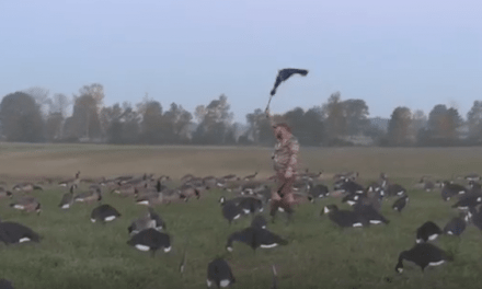 Video: Early Goose Hunting at Basswood Lodge Looks Fantastic