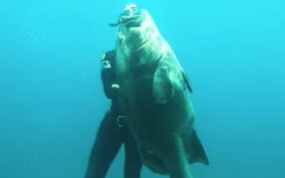 Video: Epic Spearfishing Grouper Shots