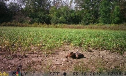 Video: Have You Ever Watched a Turkey Take a Bath?