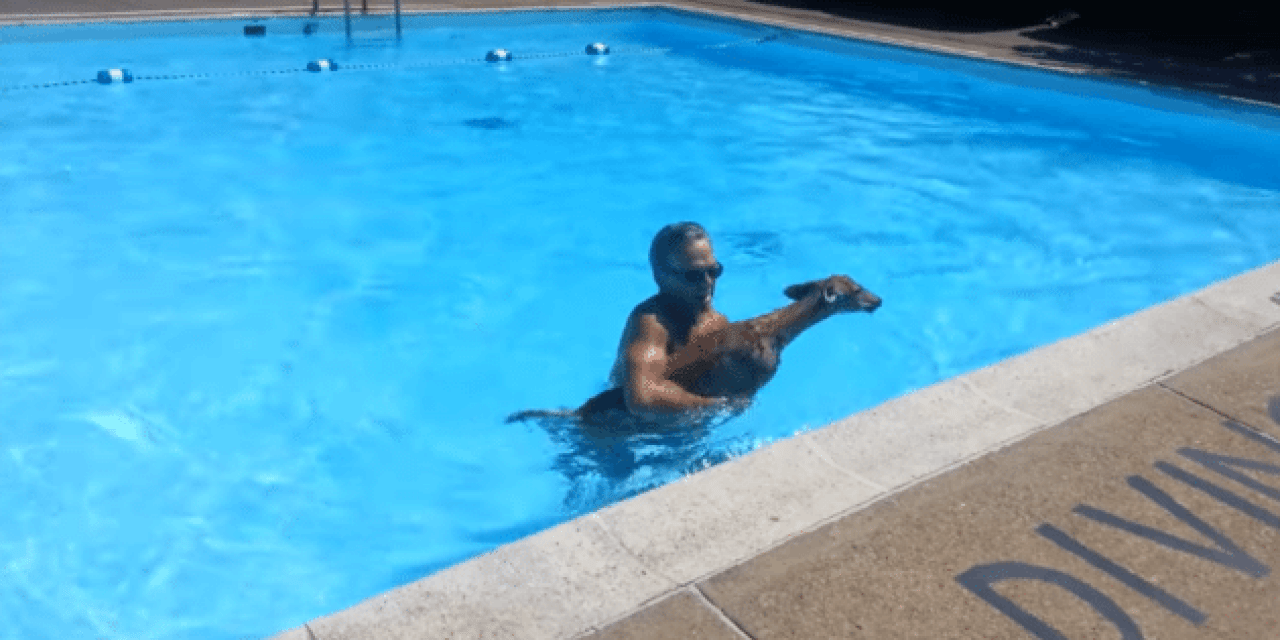 Video: Man Rescues a Fawn from a Pool