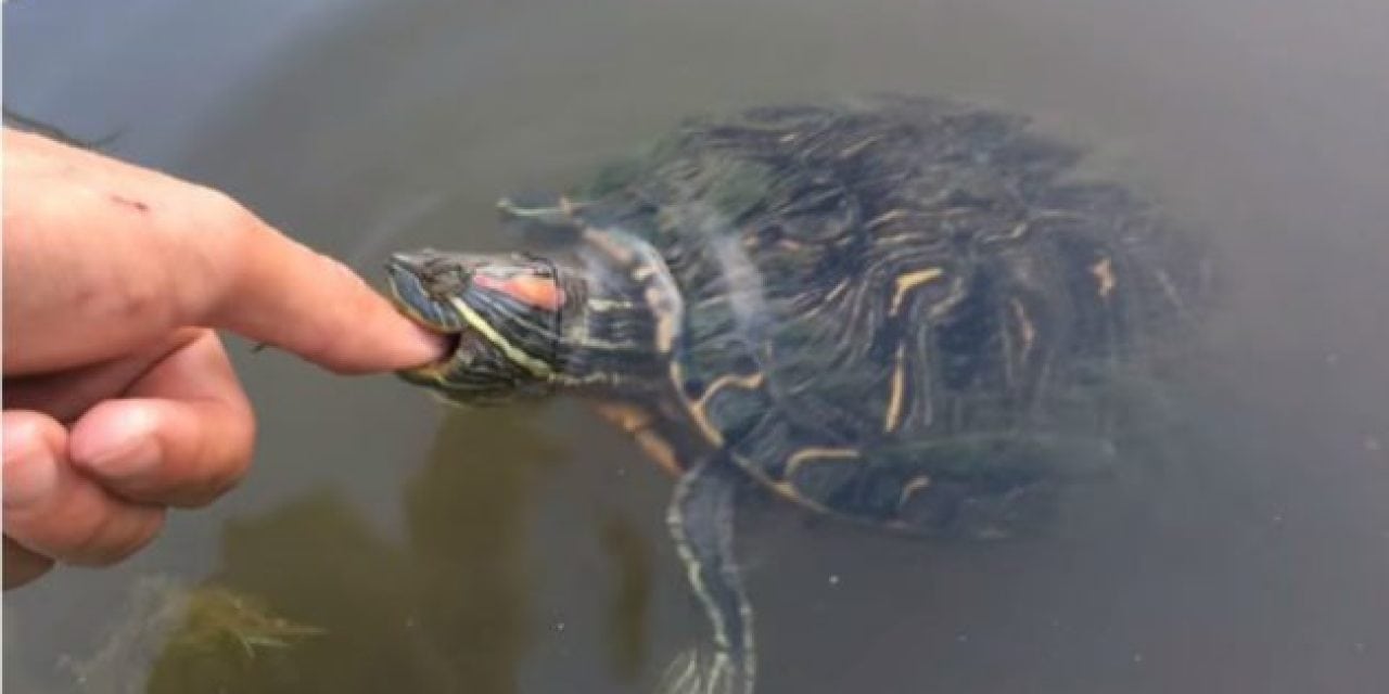 Video: The Fish Whisperer Gets Nipped by Turtles While Feeding His Pet Bass