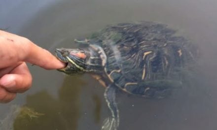 Video: The Fish Whisperer Gets Nipped by Turtles While Feeding His Pet Bass