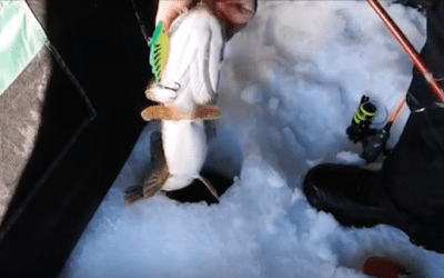 Video: This Angler Lands Massive Northern Pike in Saskatchewan