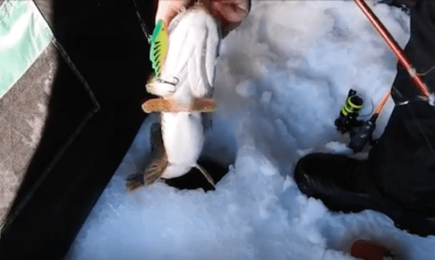 Video: This Angler Lands Massive Northern Pike in Saskatchewan