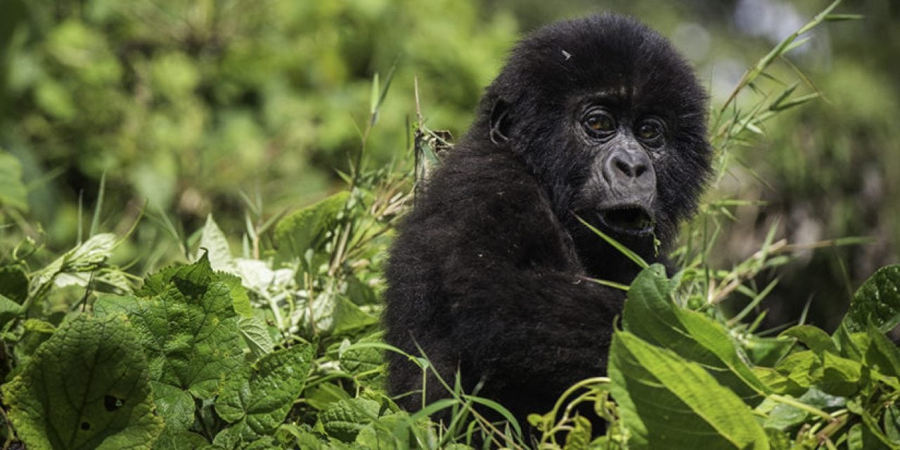 Virunga Gorilla Trekking Adventure