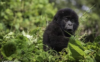 Virunga Gorilla Trekking Adventure