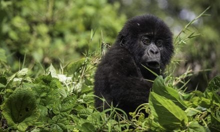 Virunga Gorilla Trekking Adventure