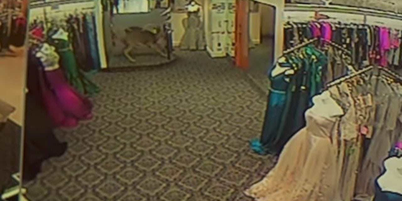 Watch as a Freaked Out Deer Terrorizes a Fashion Store