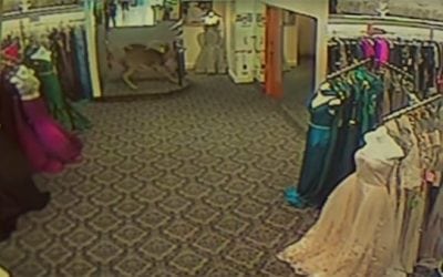 Watch as a Freaked Out Deer Terrorizes a Fashion Store