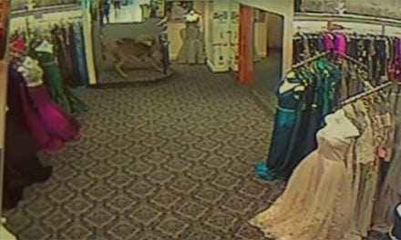 Watch as a Freaked Out Deer Terrorizes a Fashion Store