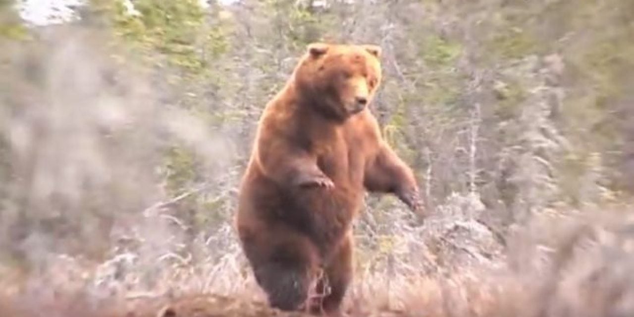 Watch as Jack Brittingham Arrows the Pope & Young World Record Alaska Brown Bear