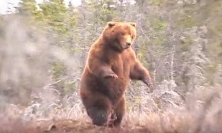 Watch as Jack Brittingham Arrows the Pope & Young World Record Alaska Brown Bear