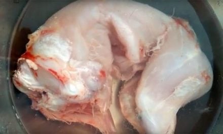 Watch as This Skinned Rabbit Still Twitches