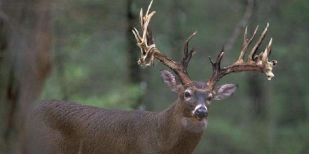 What Determines a Buck’s Antler Color?