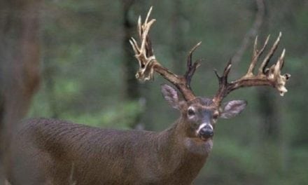 What Determines a Buck’s Antler Color?