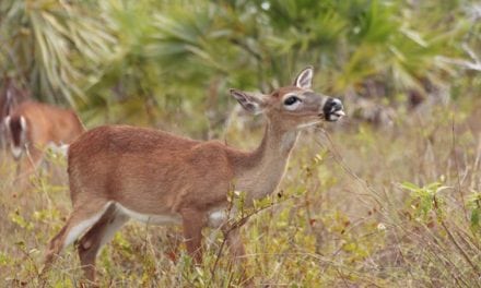 What Happened to the Key Deer During Hurricane Irma?