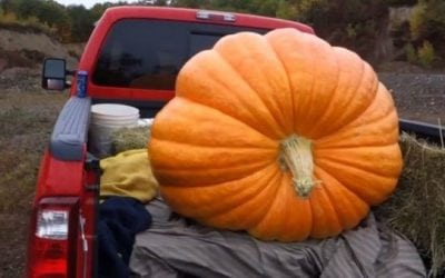 What Happens When You Pack a 425-Pound Pumpkin Full of Tannerite?