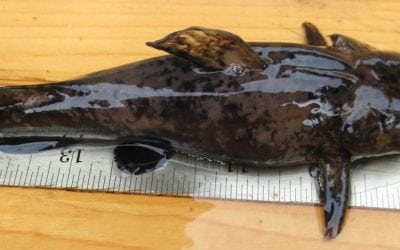 What Lurks Beneath, Beautiful Flatties