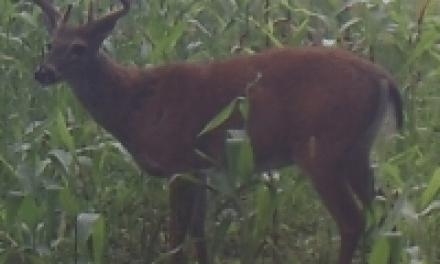 Why Would He Shoot That Buck?