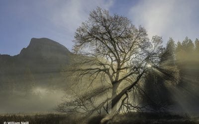 William Neill: Retrospective