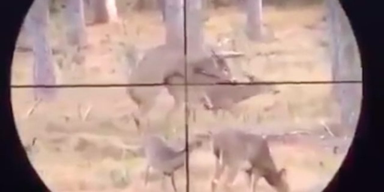 You Make the Call: Fair to Shoot a Buck Mounting a Doe?