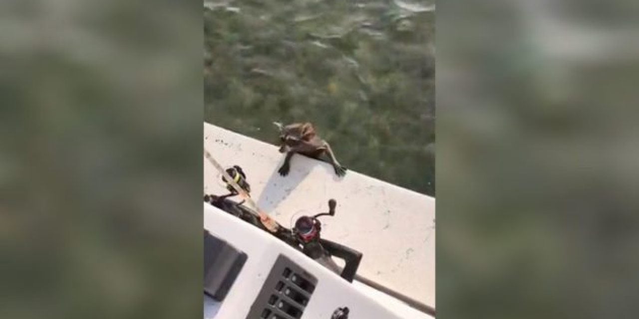 You Never Know What You’ll Find Swimming in the Gulf of Mexico