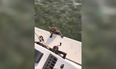You Never Know What You’ll Find Swimming in the Gulf of Mexico
