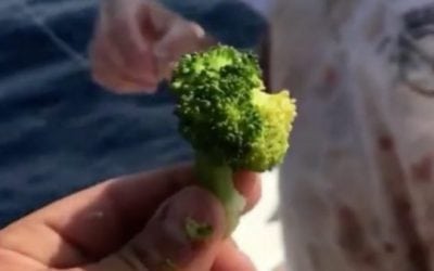 You’ll Never Believe What Vegan Tuna Are Consuming for Bait