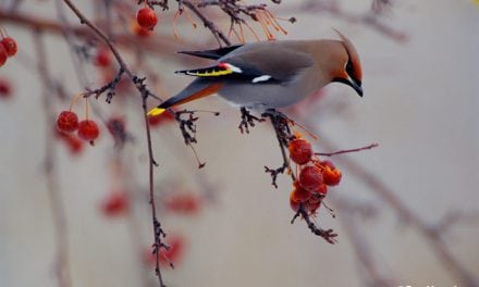 10 Guides To Stunning Winter Photos